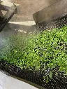 SHINCHA YUMEMIDORI.webp