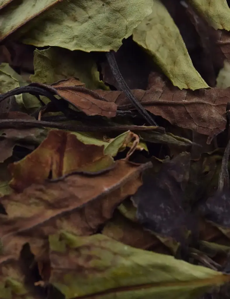 MALAWI WHITE PEONY 125G